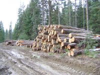 Война "черным" лесорубам,  началоcь создание реестра пунктов приема и отгрузки древесины