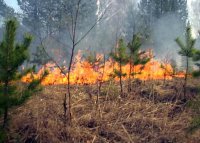 В Архангельской области ликвидированы первые возгорания сухой травы