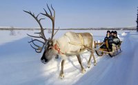 На остров Колгуев завезут ездовых оленей